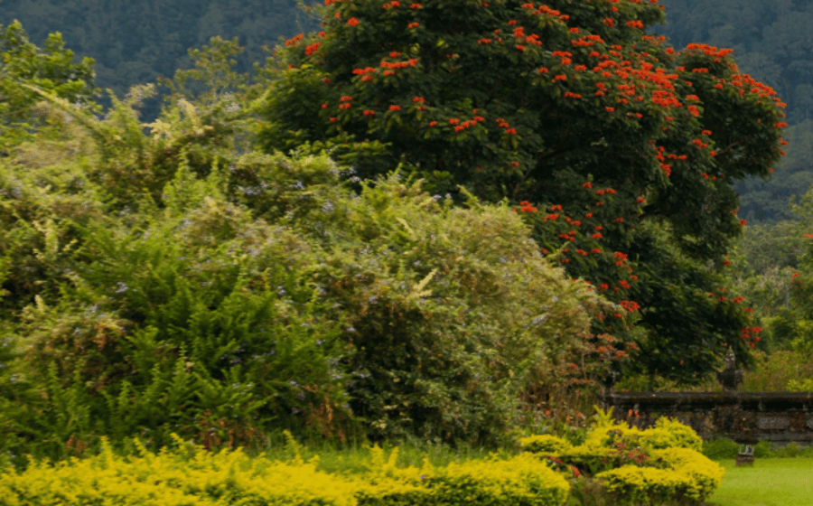 Green terraced hills and coastline in Indonesia